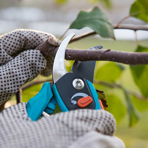 Pruning